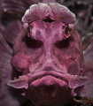Rhinopias eschmeyeri (Rhino-fish), Lembeh strait